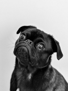 Adult Black Pug